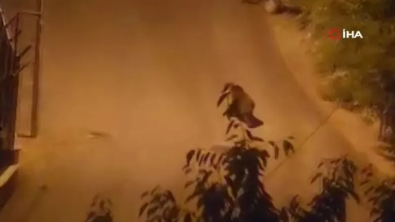 Ankara'da Ayı Paniği! Sokaklarda Görüntülendi!