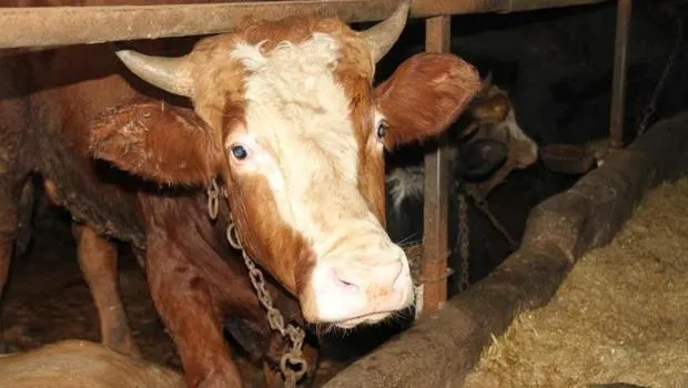 Ankaralılar uyguna kurbanlık için orayı tercih ediyor