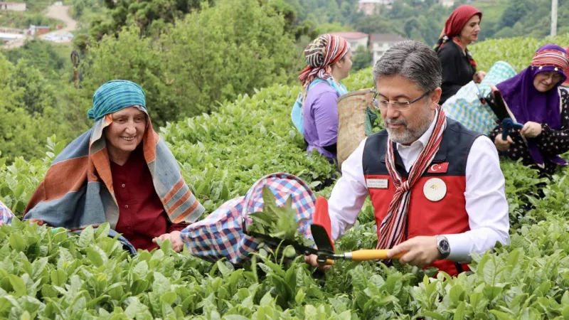 Bakan Yumaklı, çay hasadına katıldı