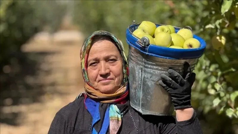 Isparta Elması: Rekor Hasat! Fiyatlar Dudak Uçuklatacak Mı?