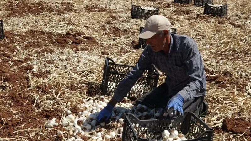Gaziantep'te sarımsak işçisinin günlük yevmiyesi belli oldu
