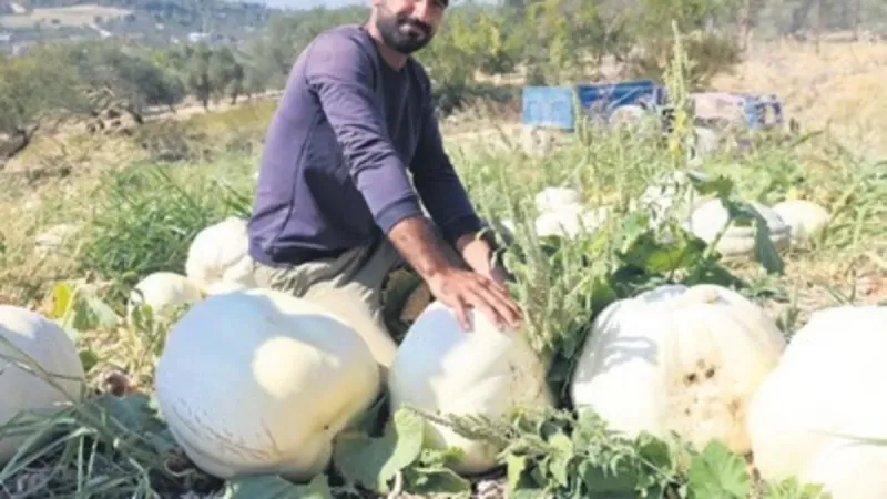 Hatay'da Dev Kabak Şoku! Çiftçiler Bu Hasada İnanamadı!