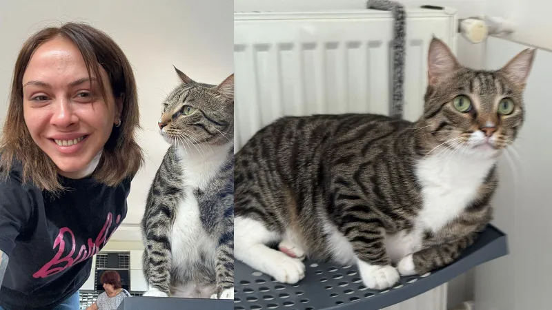 Kayıp Kedi Sakat'ı Bulana Servet! 100 Bin TL Ödül Şoku
