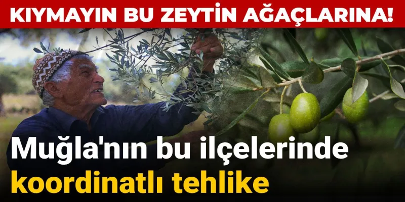 Zeytinliklere Maden Darbesi! Muğla'da Hangi Zeytinlikler Tehlikede?