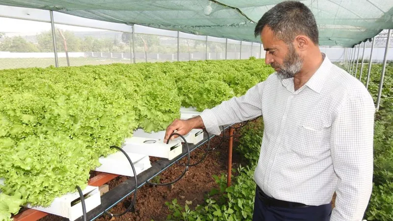 Topraksız Tarım Mucizesi: 70 Günde Yetişen Marul 30 Güne İndi!