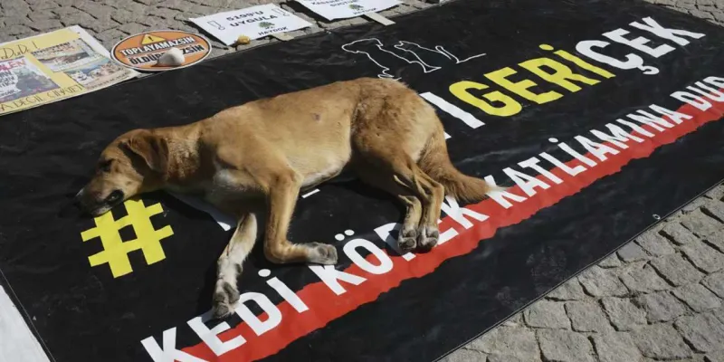 Katliam Yasası Şoku! HKP'den Uluslararası Hamle!