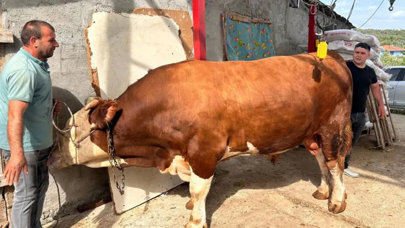 Paşa'nın Değeri! 1 Ton 200 Kiloluk Dana Araba Fiyatına