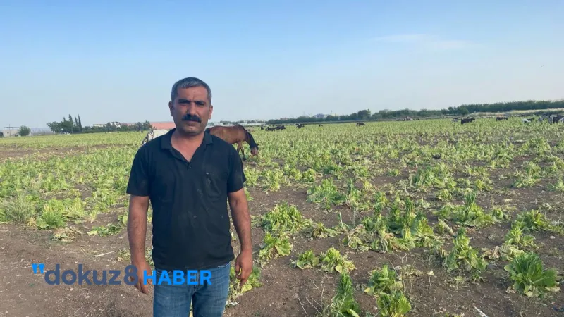 Şanlıurfa’da Besiciler ve Çiftçiler Maliyet Krizinde: Hayvancılık ve Tarım Tehlikede