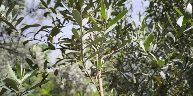 Zeytinyağı Fiyatları Uçacak Mı? Üreticiden Şok Açıklama!