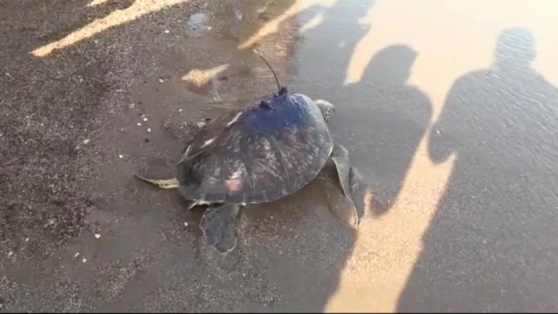 Kaplumbağa Gazze'de Kayıp mı Oldu? Şok Eden Sinyal Kesintisi!