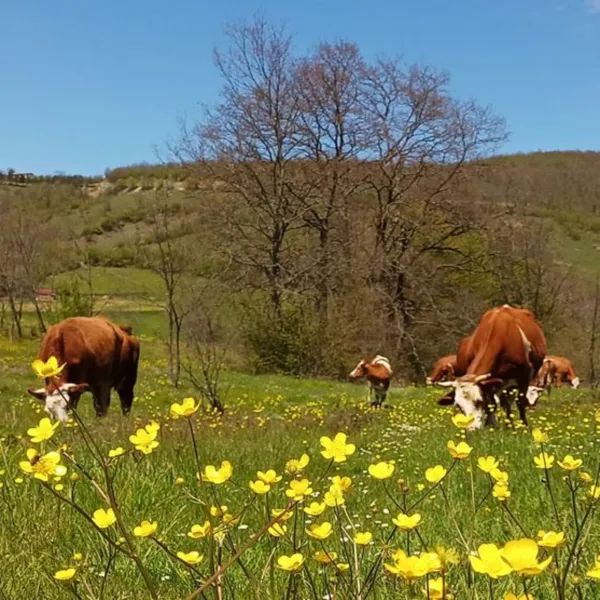 Hayvan Nakillerine Yeni Düzenleme! Çiftçiler Dikkat!