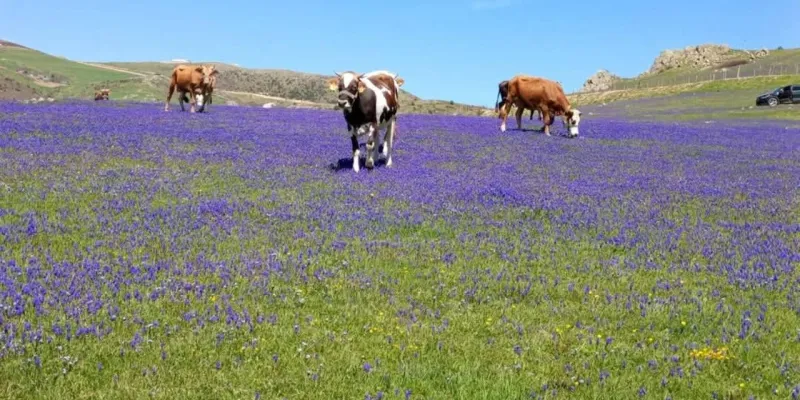Ordu Çambaşı Yaylası'nda Saklı Cennet! Turistler Akın Akın Geliyor