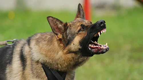 Köpek Saldırısı! 6 Yaşındaki Çocuk Hastanede