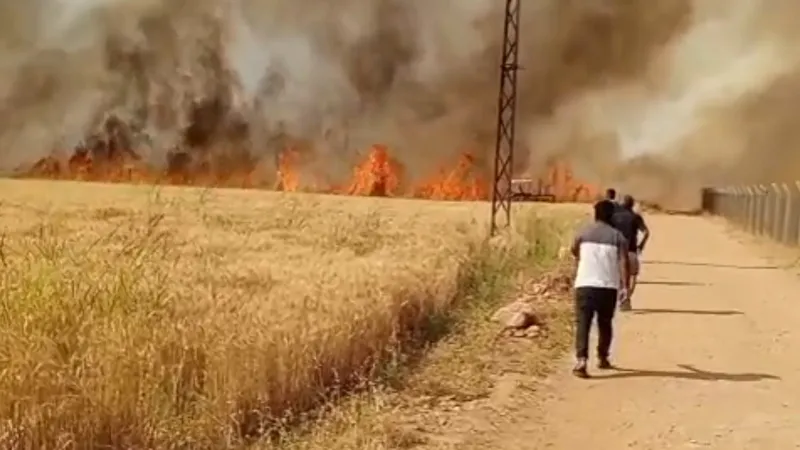 Şanlıurfa'da 40 dönüm ekili buğday yandı