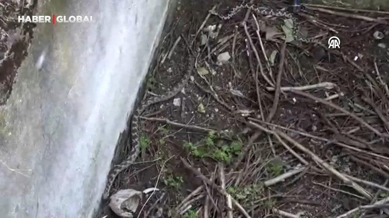Su kuyusundan 3 engerek yılanı çıkarıldı