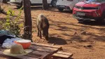 Tatilcinin çantasını yaban domuzları kaçırdı