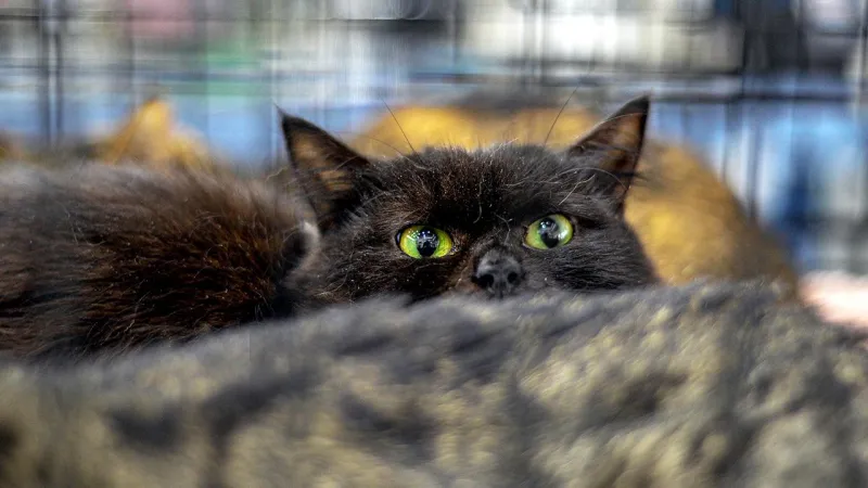 Yeni Zelanda 2050ye kadar 2.5 milyon kediyi öldürecek