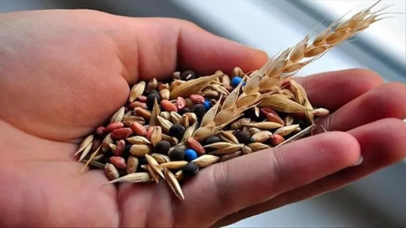 Yerli Tohum Atağı! Türkiye'de Yeni Tohum Çeşitleri Rekoru